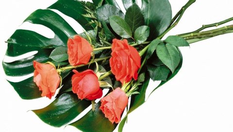 Розы, цветы, цветок, листья, дизайн