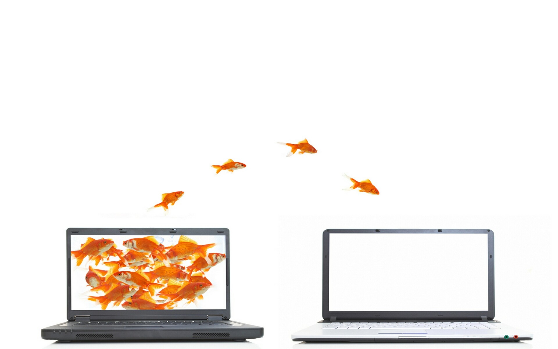 Картинки Компьютер, рыба, белый, оранжевый фото и обои на рабочий стол