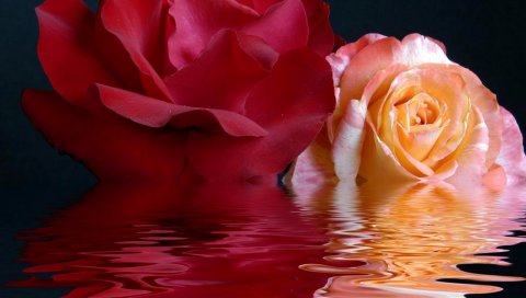 Розы, бутоны, цветы, вода, фон