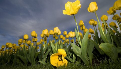 Тюльпаны, цветы, небо, облака, капли
