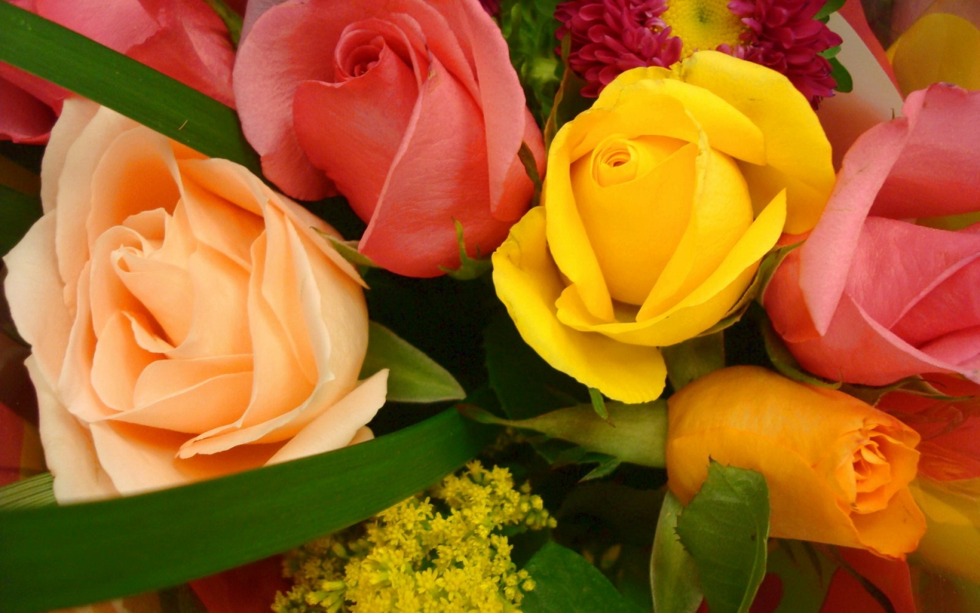 Картинки Розы, цветы, хризантема, цветок, крупный план фото и обои на рабочий стол