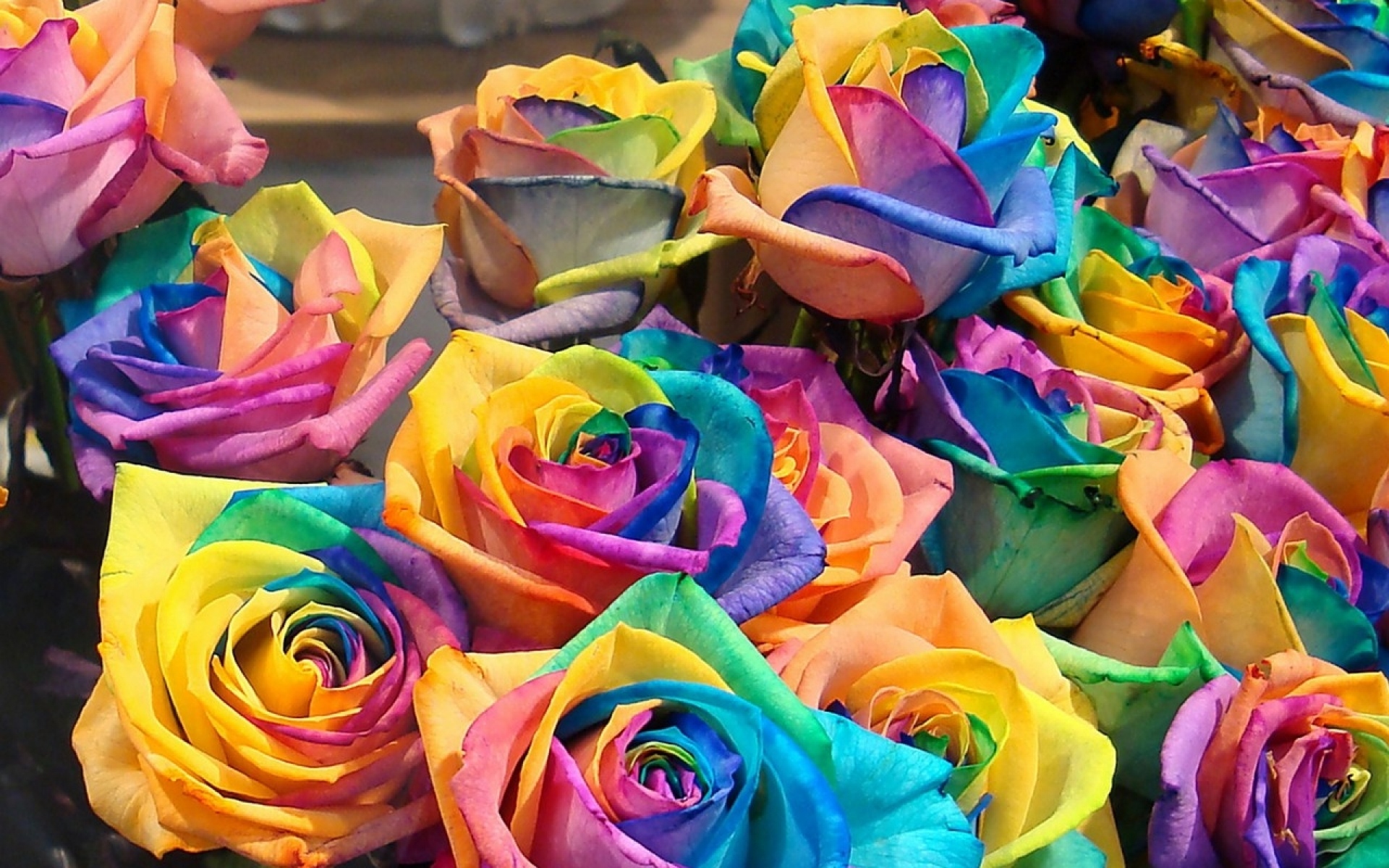 Картинки Розы, цветы, разноцветные, бутоны, яркие фото и обои на рабочий стол