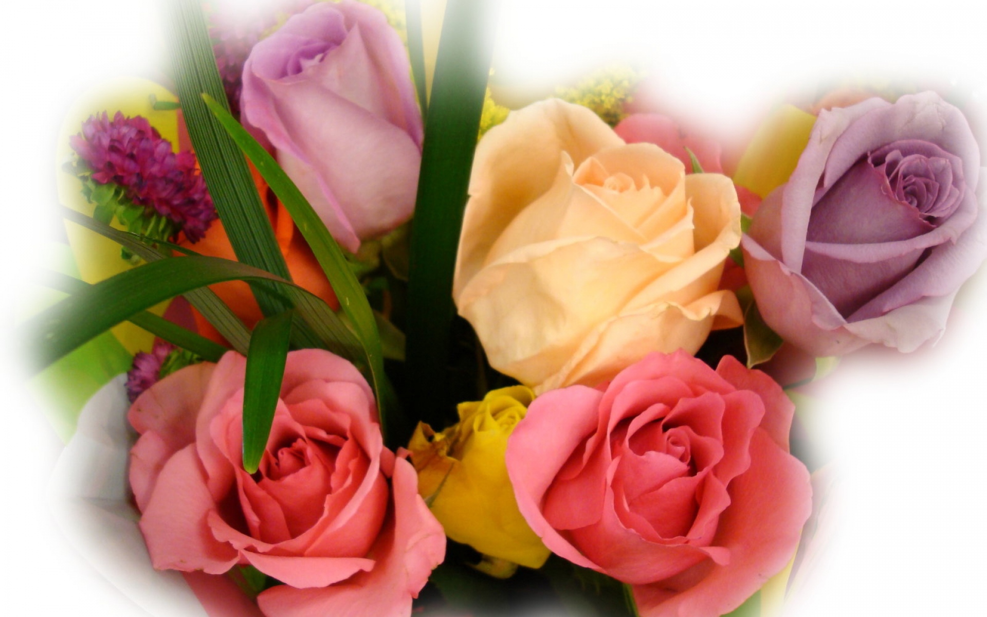 Картинки Цветы, розы, бутоны, цветок, размытие фото и обои на рабочий стол