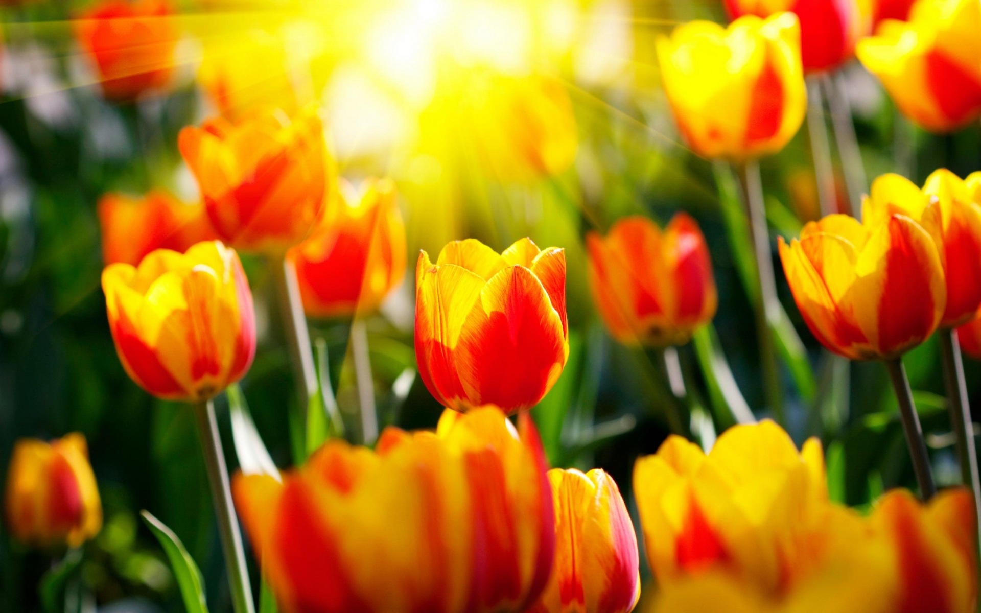 Картинки Тюльпаны, цветы, яркие, красочные, солнце фото и обои на рабочий стол
