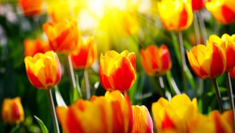 Тюльпаны, цветы, яркие, красочные, солнце