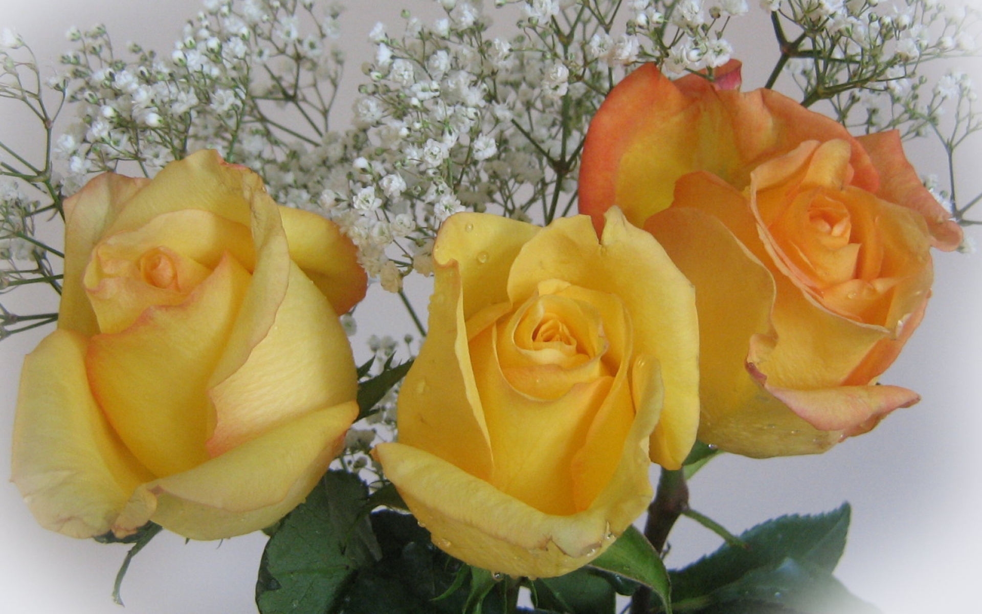 Картинки Розы, цветы, желтый, три, гипсофила, букет фото и обои на рабочий стол