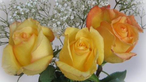 Розы, цветы, желтый, три, гипсофила, букет