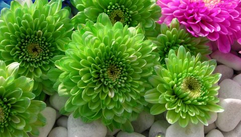 Хризантемы, цветы, яркие, яркие, камни