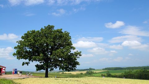 Дерево, крона, поле, люди, экономика