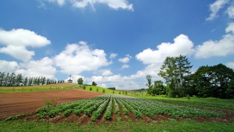 Поле, плантация, лето, культура, экономика, звания