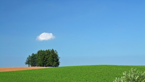 Поле, деревья, облако, лето