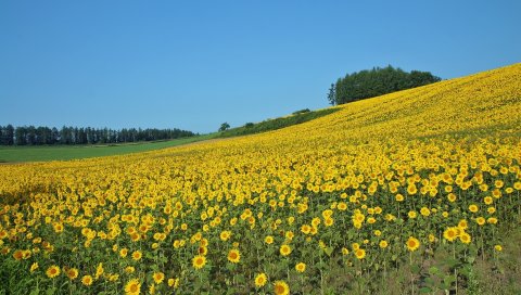 Поле, подсолнухи, лето, склон, экономика, культура