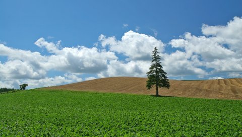 Поле, экономика, культура, дерево, елка