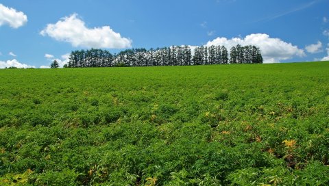 Поле, экономика, культура, деревья, небо, лето, ряд