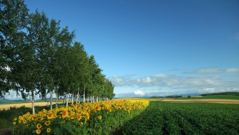 Поле, культура, экономика, подсолнухи, березы