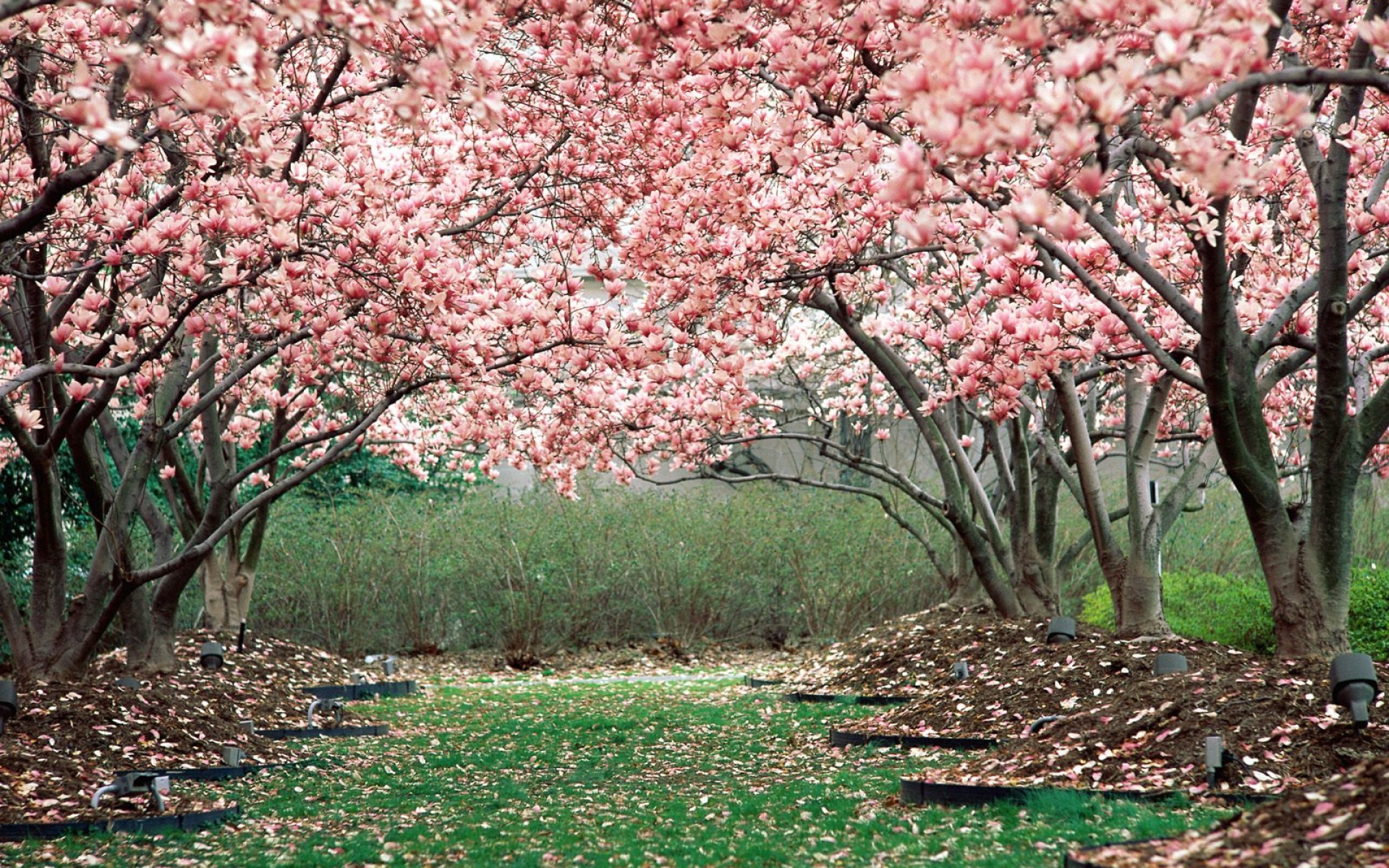 Картинки Весна, сад, цветение, деревья, розовый фото и обои на рабочий стол
