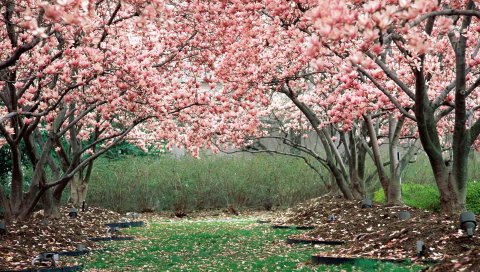 Весна, сад, цветение, деревья, розовый