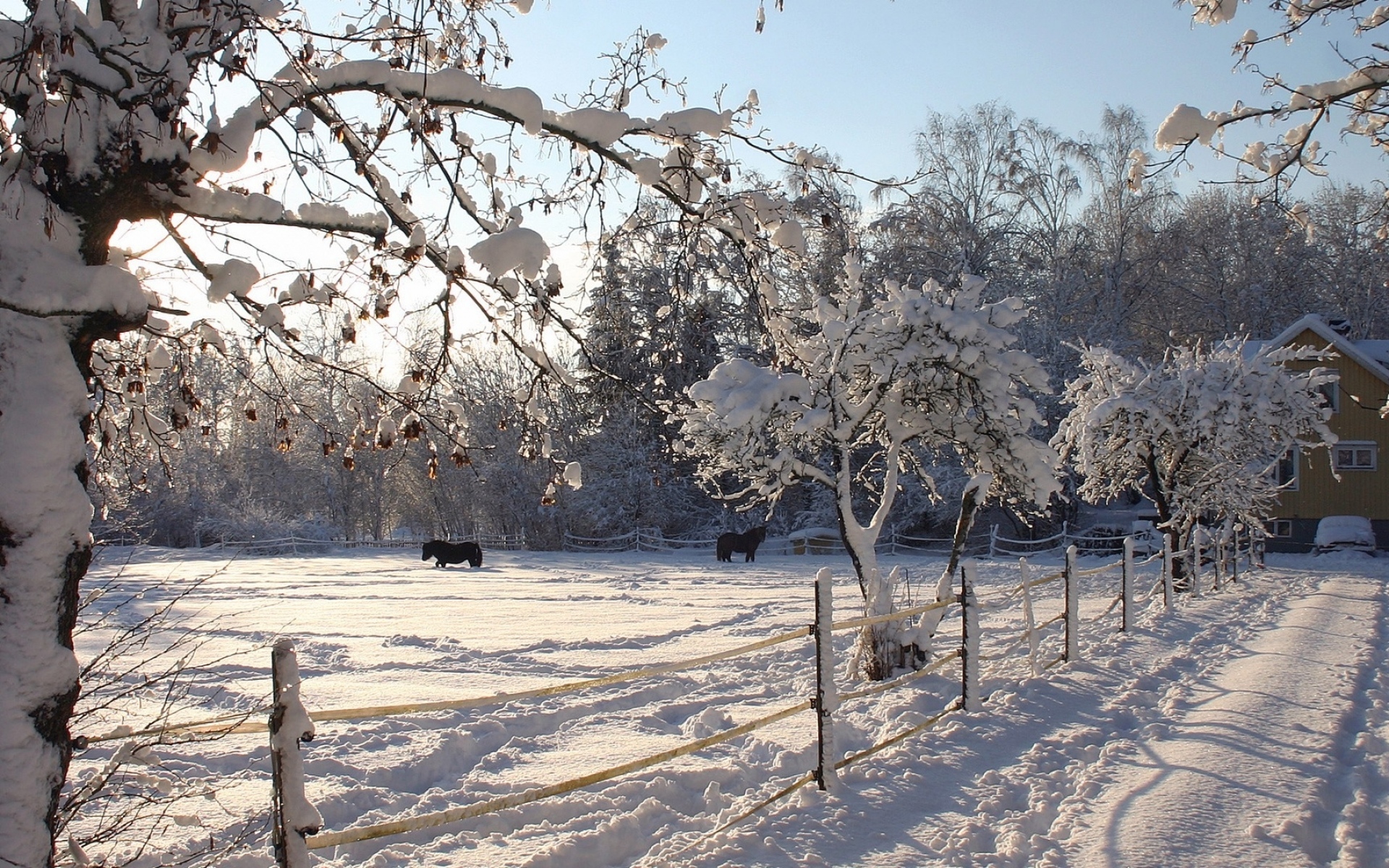 Картинки Лошади, приют, снег, зима фото и обои на рабочий стол