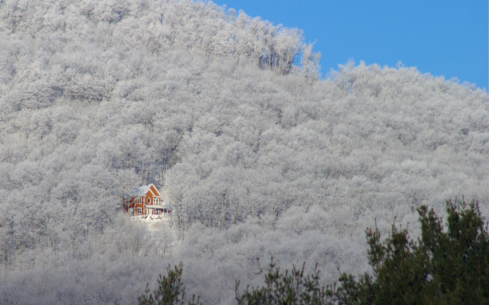 Картинки Деревья, зима, снег, дом, свет фото и обои на рабочий стол