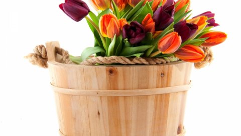 Тюльпаны, цветы, букет, набор, веревка