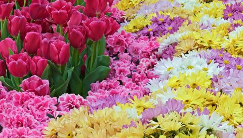 Тюльпаны, хризантемы, гвоздики, цветы, ковер