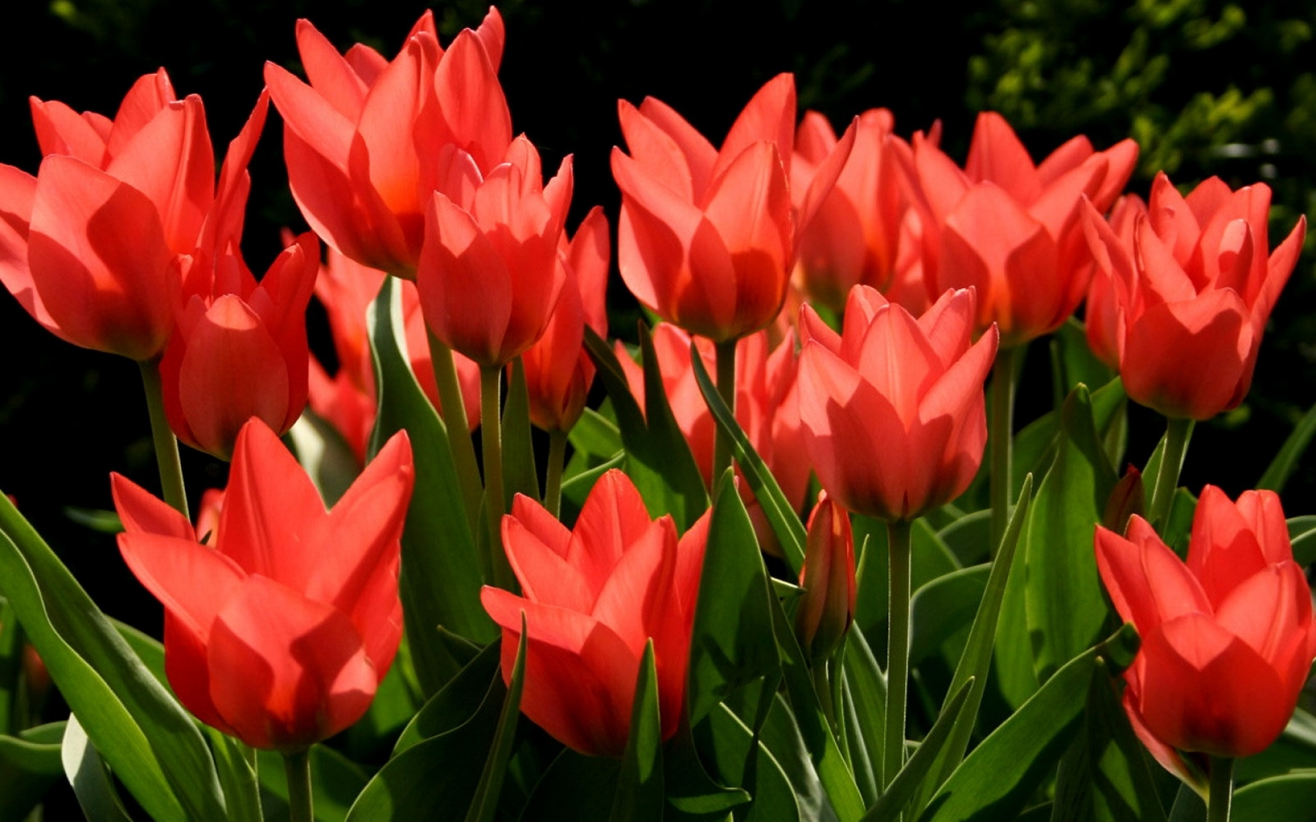 Картинки Тюльпаны, цветы, течет, красный, зеленый фото и обои на рабочий стол