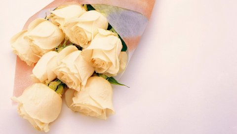 Розы, цветы, нежный, цветок, упаковка