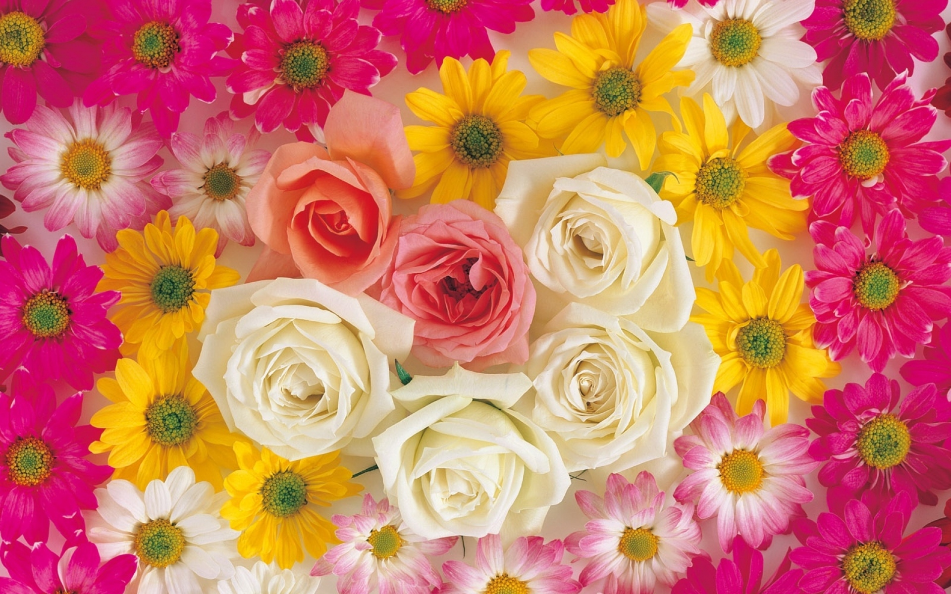 Картинки Розы, хризантемы, цветы, яркие, яркие, композиции фото и обои на рабочий стол