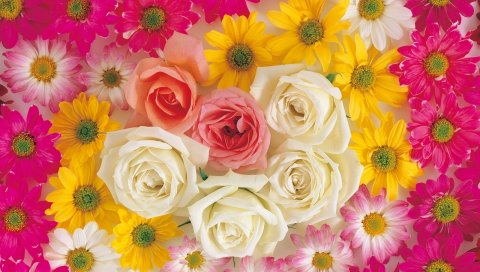 Розы, хризантемы, цветы, яркие, яркие, композиции
