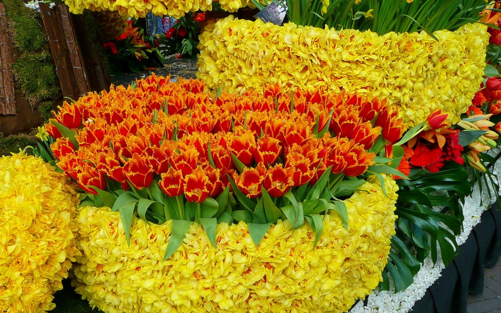 Оранжевые цветы для клумбы фото
