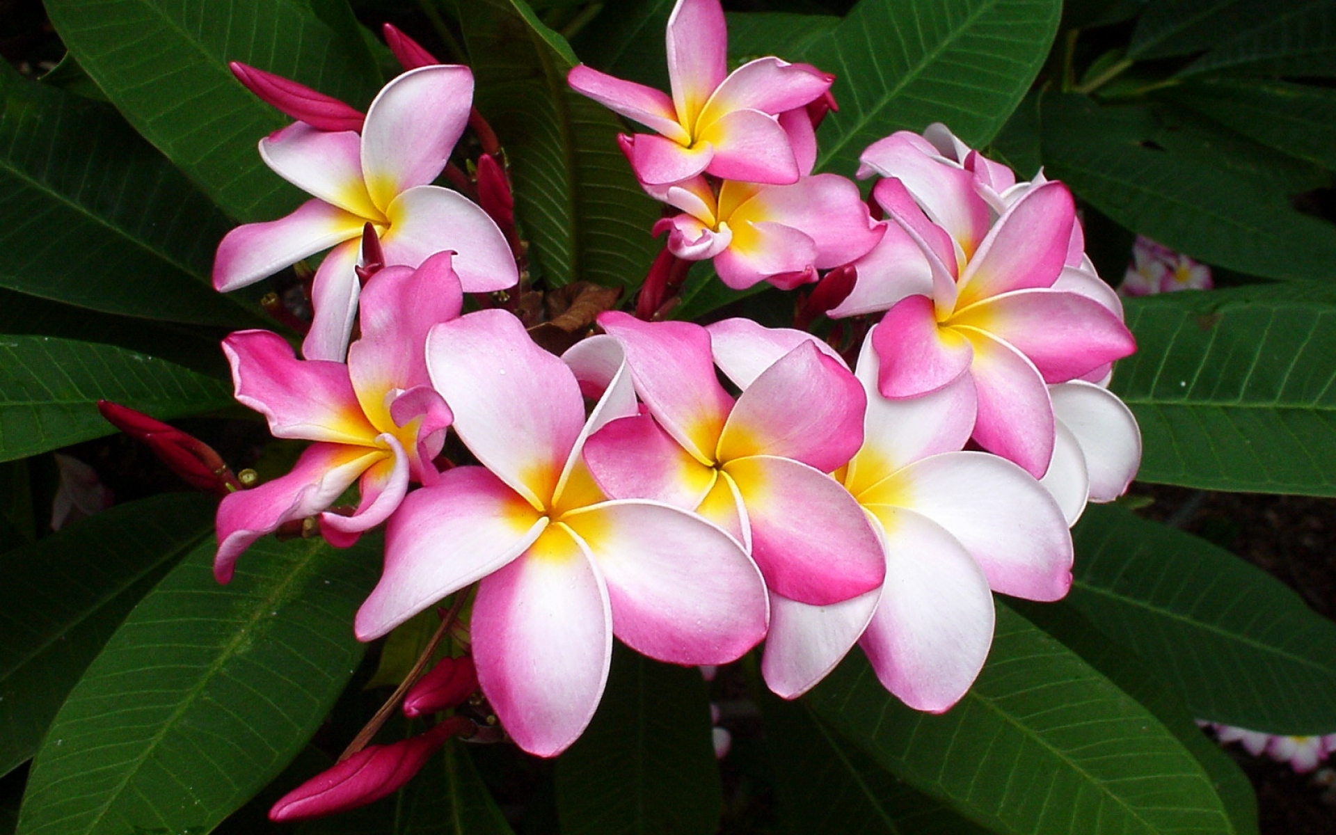 Картинки Plumeria, розовые, листья, крупный план фото и обои на рабочий стол