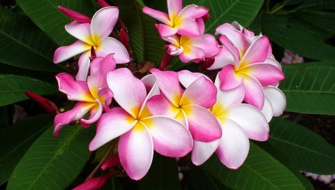 Plumeria, розовые, листья, крупный план