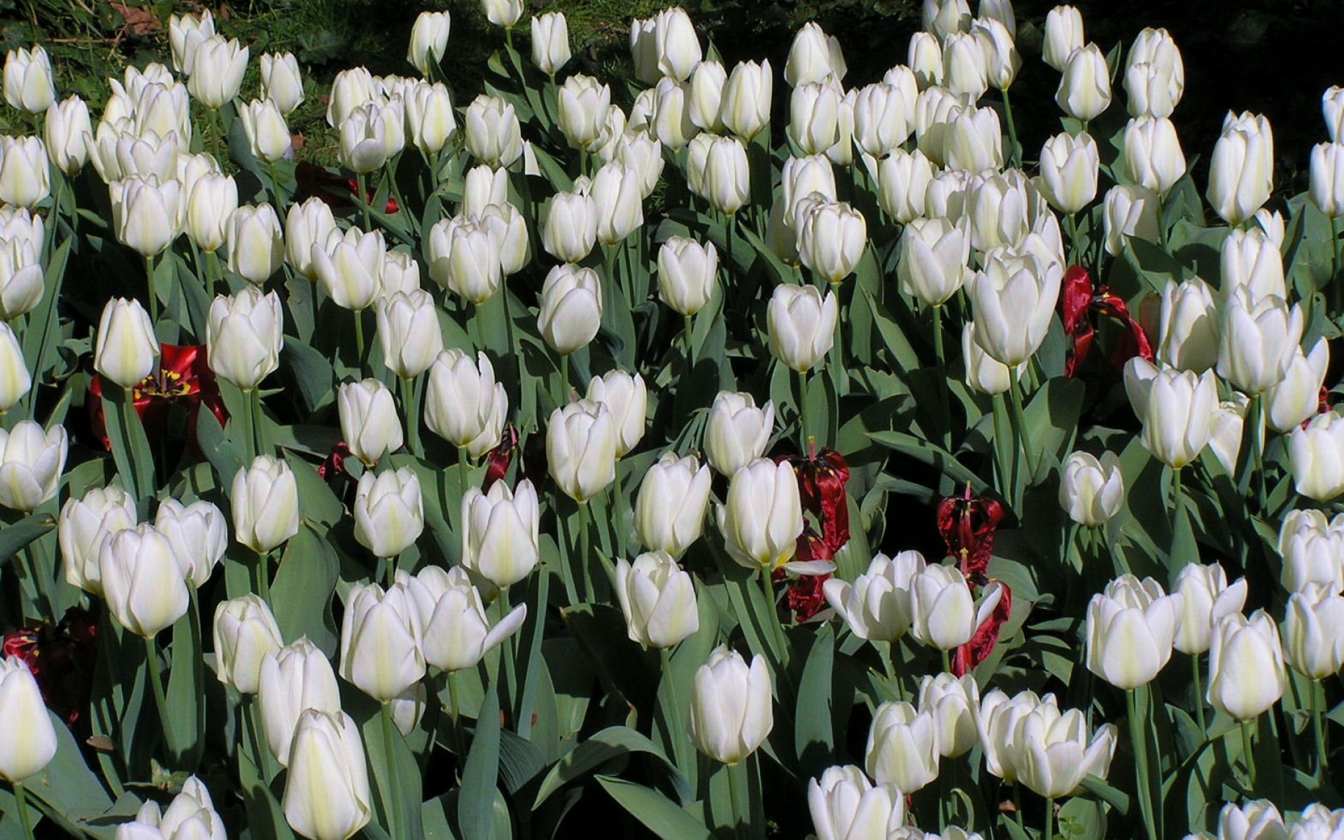 Картинки Тюльпаны, цветы, белый, клумба, солнечный, весна фото и обои на рабочий стол