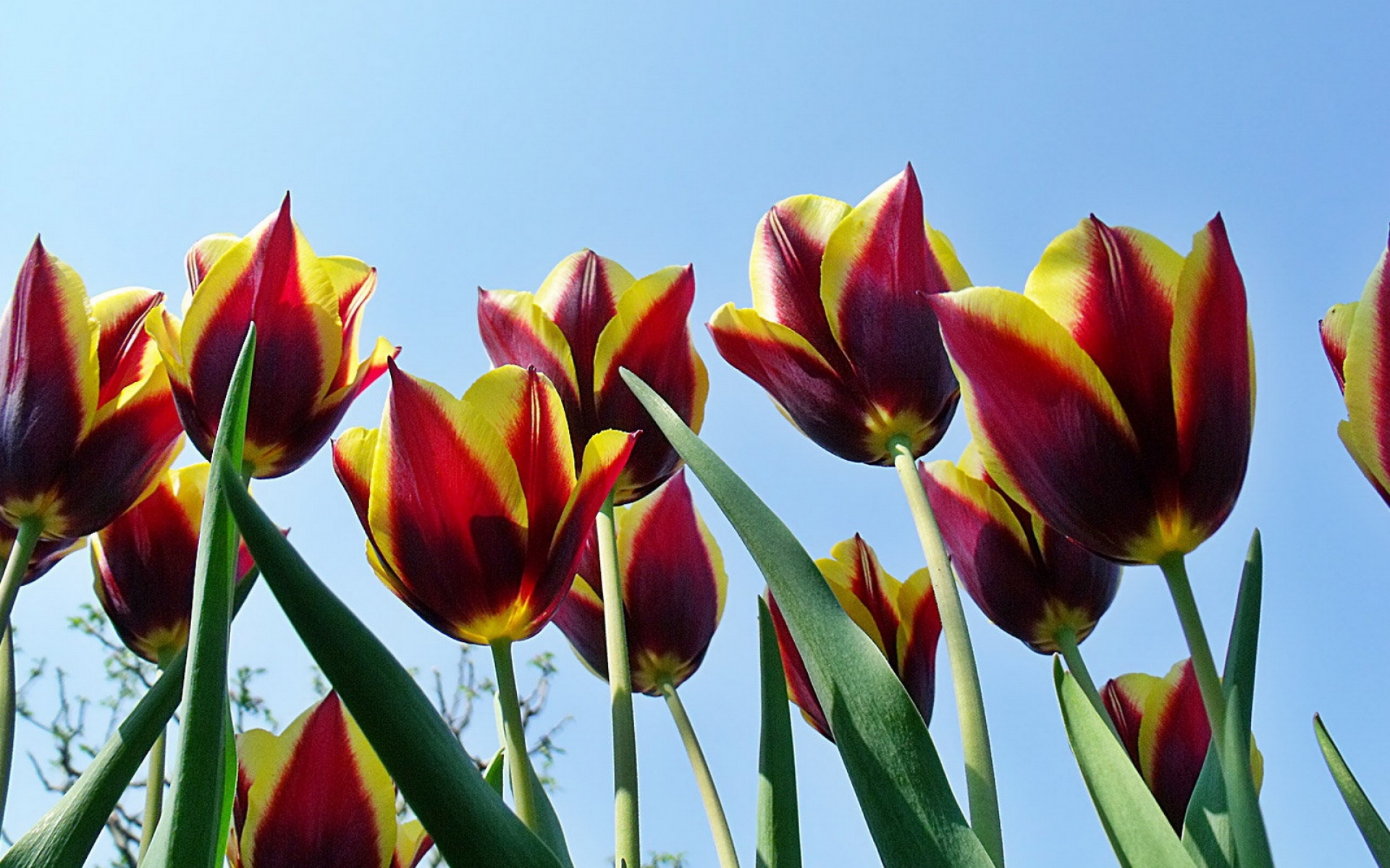 Картинки Тюльпаны, цветы, течет, красочные, небо, весна фото и обои на рабочий стол