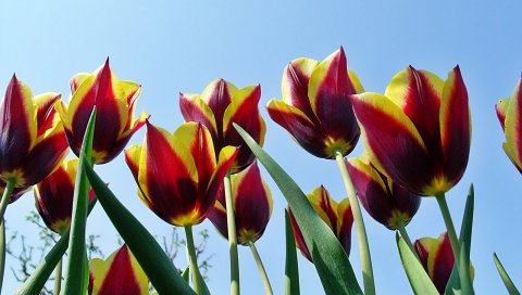 Тюльпаны, цветы, течет, красочные, небо, весна