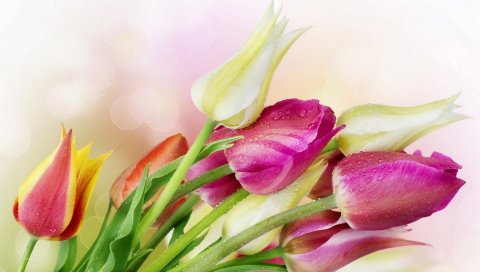 Тюльпаны, цветы, отражения, букет, капля, свежесть