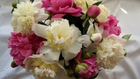 Пионы, цветы, букет, скатерть, бутоны