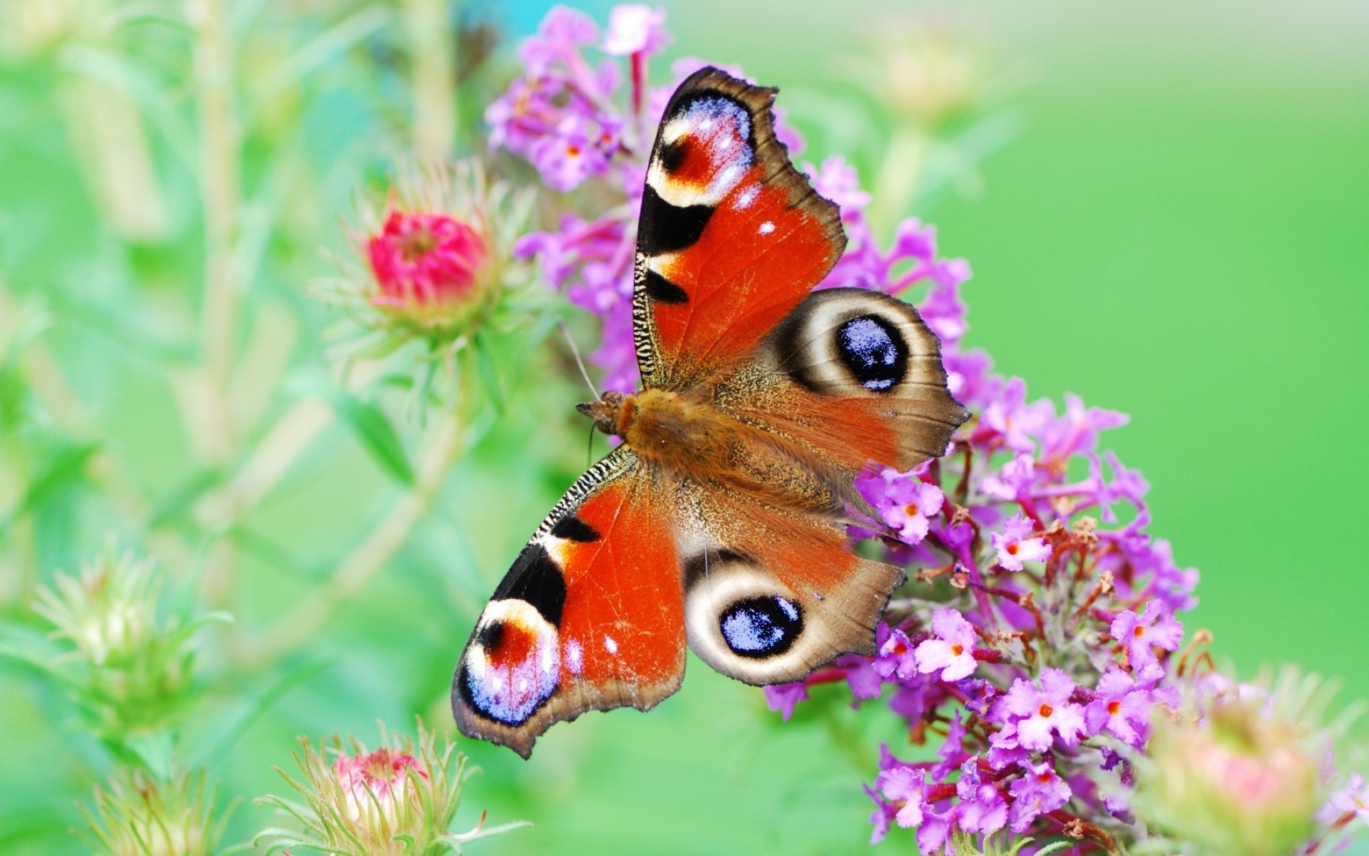 Картинки Бабочка, крылья, цветы, узоры фото и обои на рабочий стол
