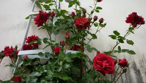 Розы, цветы, кусты, стены, красота