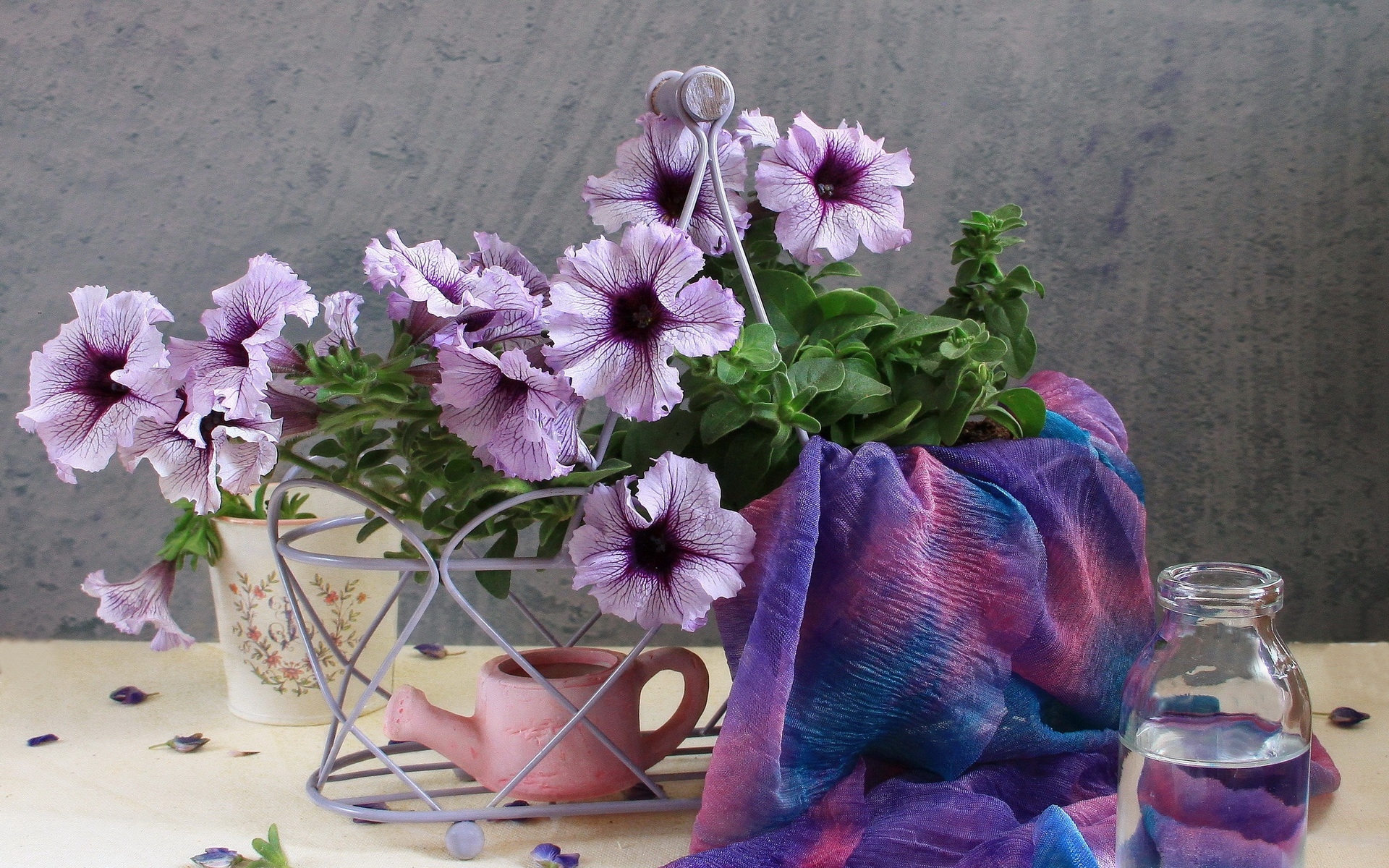 Картинки Kalibrahoa, цветы, лейка, шарф, бутылка, вода, лепестки фото и обои на рабочий стол