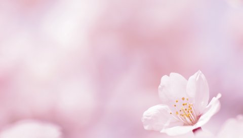Цветок, блики, размытые, цветение, весна