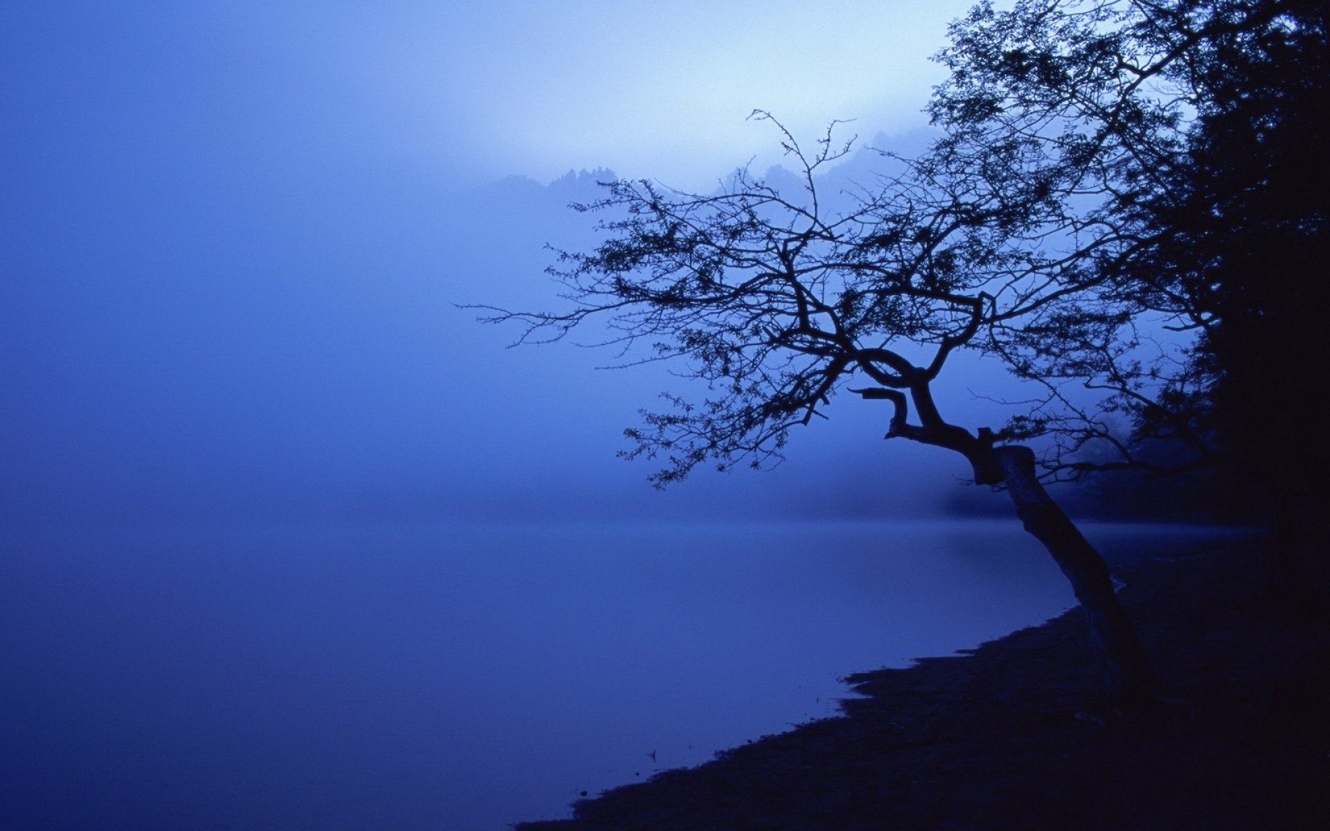 Картинки Дерево, очертания, озеро, ночь, поверхность воды фото и обои на рабочий стол