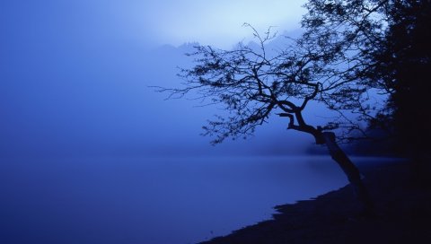 Дерево, очертания, озеро, ночь, поверхность воды