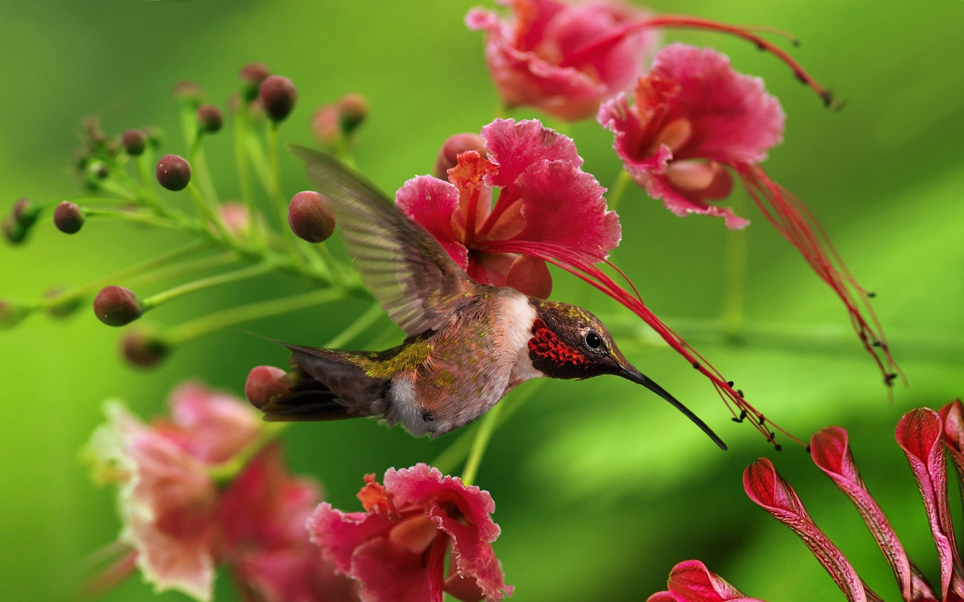 Картинки Hummingbird, птица, полет, крылья, лоскут, цвет, дерево, ветки, цветы фото и обои на рабочий стол