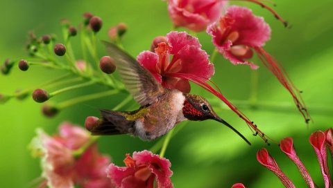 Hummingbird, птица, полет, крылья, лоскут, цвет, дерево, ветки, цветы