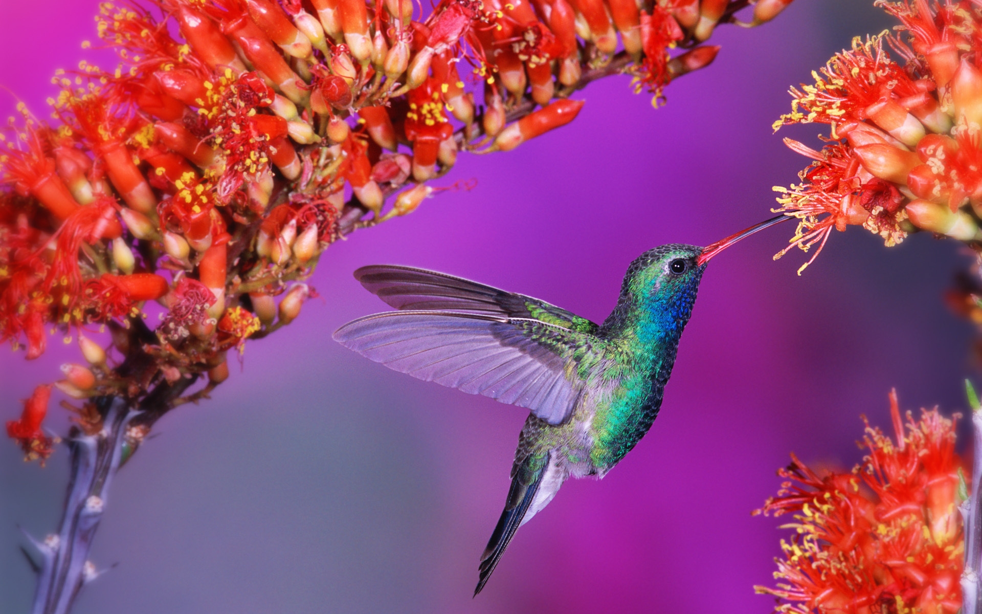 Картинки Hummingbird, птица, полет, скорость, крылья, лоскут, цветы фото и обои на рабочий стол