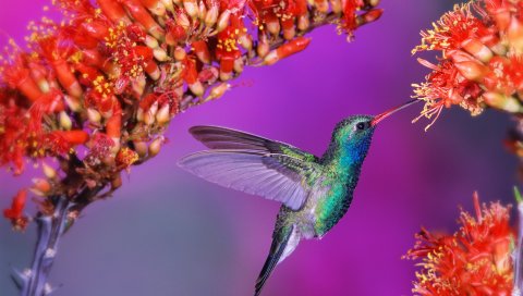 Hummingbird, птица, полет, скорость, крылья, лоскут, цветы