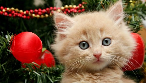 Кошка, пушистый, новый год, игрушки