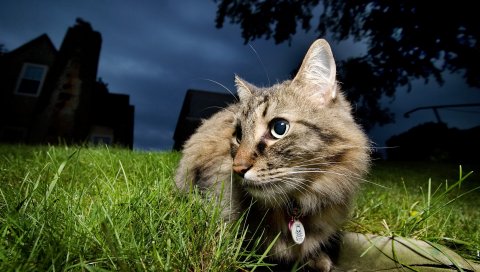 Кошка, лицо, глаза, трава, вечер