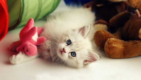 Котенок, игрушки, игривый, малыш